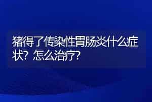 猪得了传染性胃肠炎什么症状？怎么治疗？