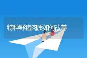 特种野猪肉质如何改善
