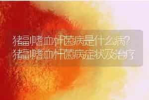 猪副嗜血杆菌病是什么病？猪副嗜血杆菌病症状及治疗