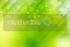 犬猫皮肤真菌病