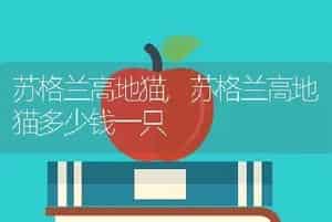 苏格兰高地猫，苏格兰高地猫多少钱一只