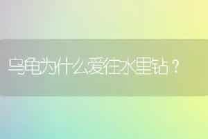 乌龟为什么爱往水里钻？