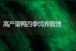 高产蛋鸭四季饲养管理