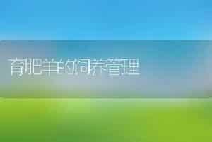 育肥羊的饲养管理