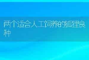 两个适合人工饲养的狐狸良种