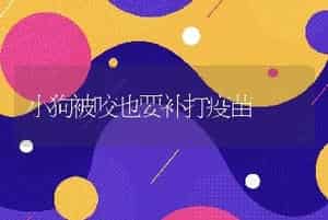 小狗被咬也要补打疫苗