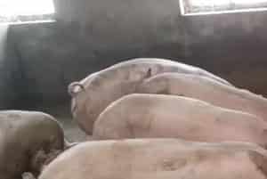 猪口蹄疫病的疾病诊断方式及防治措施