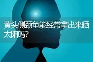 黄头侧颈龟能经常拿出来晒太阳吗？