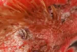 鸡痘病是什么症状？小鸡、母鸡鸡痘病是什么症状表现？