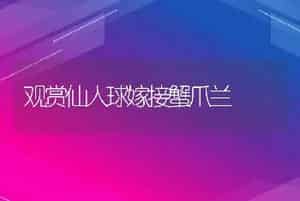 观赏仙人球嫁接蟹爪兰