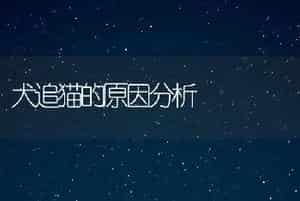 犬追猫的原因分析