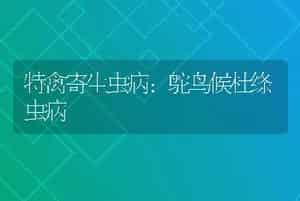 特禽寄生虫病:鸵鸟候杜绦虫病