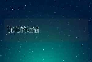 鸵鸟的运输