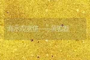 海水观赏鱼――黄狐狸