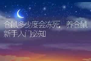 仓鼠多少度会冻死，养仓鼠新手入门必知