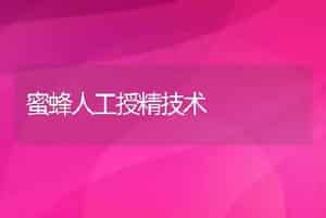蜜蜂人工授精技术