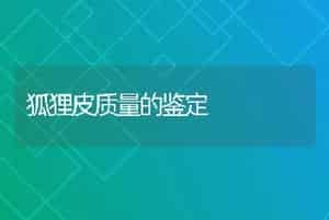 狐狸皮质量的鉴定