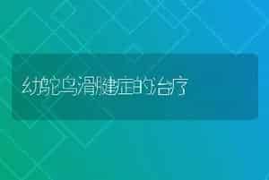 幼鸵鸟滑腱症的治疗
