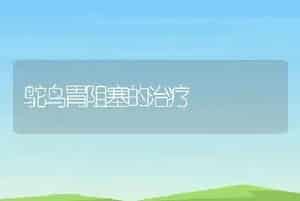 鸵鸟胃阻塞的治疗