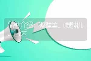 品种介绍：狐狸鱼、喷射机、雷达