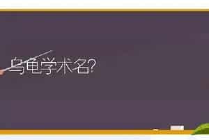 乌龟学术名？