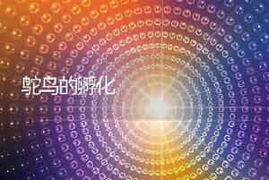 鸵鸟的孵化
