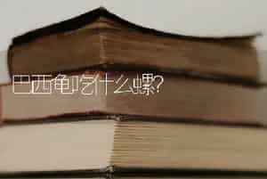 巴西龟吃什么螺？