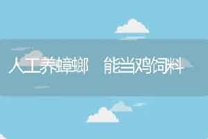 人工养蟑螂能当鸡饲料