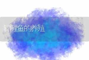 龙虾暂养技术