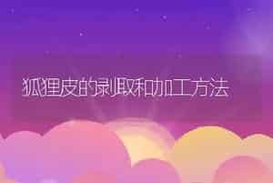 狐狸皮的剥取和加工方法
