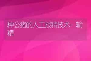 种公猪的人工授精技术-输精