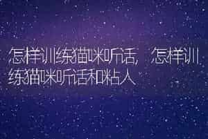 怎样训练猫咪听话，怎样训练猫咪听话和粘人