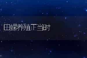 田螺养殖正当时