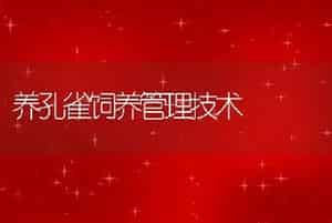 养孔雀饲养管理技术