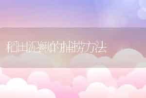 稻田泥鳅的捕捞方法