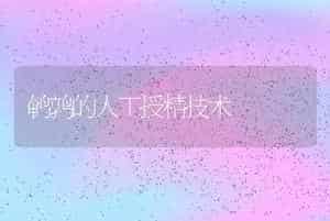 鹌鹑的人工授精技术