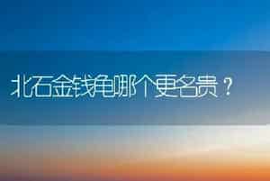 北石金钱龟哪个更名贵？
