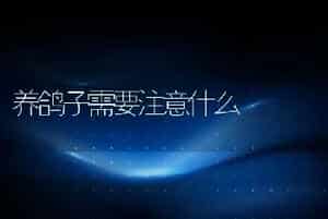 养鸽子需要注意什么