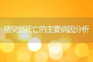 猪突然死亡的主要病因分析