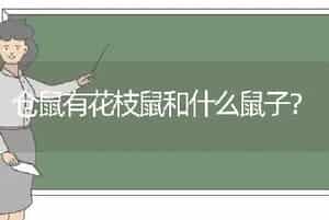 仓鼠有花枝鼠和什么鼠子？