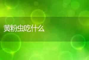 黄粉虫吃什么