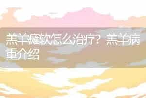 羔羊瘫软怎么治疗？羔羊病重介绍