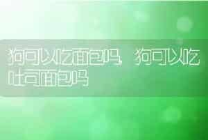 狗可以吃面包吗，狗可以吃吐司面包吗
