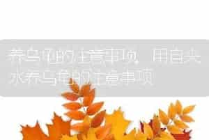 养乌龟的注意事项，用自来水养乌龟的注意事项
