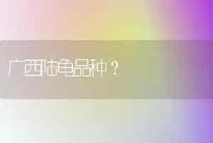 广西陆龟品种？
